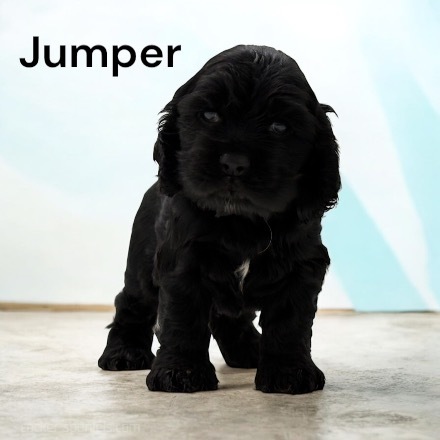 puppy, for, sale, Cocker Spaniel, Joe & Cherri  Overlease, dog, breeder, Miller, MO, dog-breeder, puppy-for-sale, forsale, nearby, find, puppyfind, locator, puppylocator, aca